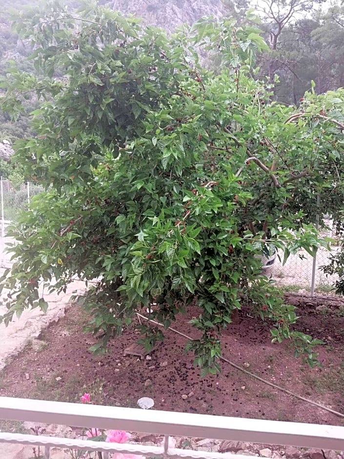 Village Garden Pansiyon
