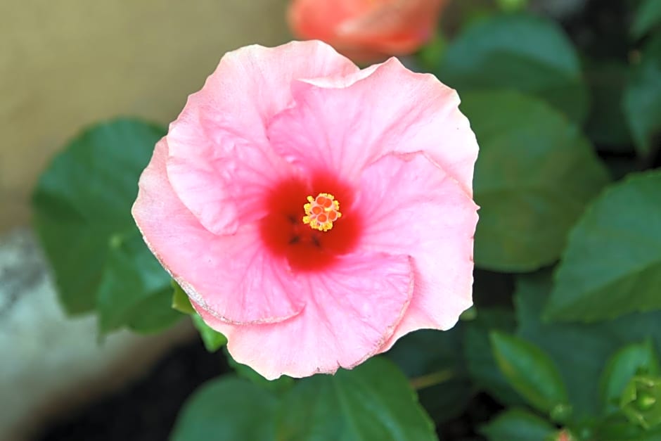La Terrazza Appartamento turisctico Agata