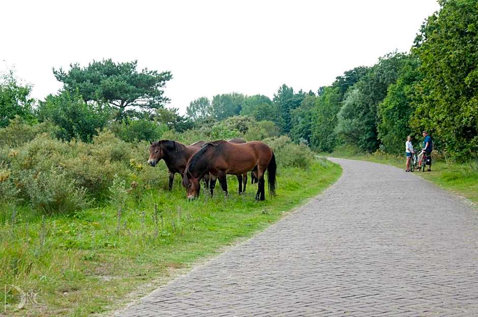 Strandhotel de Vassy
