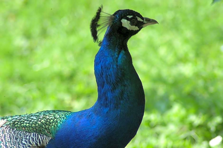 Fletcher Landgoedhotel Renesse