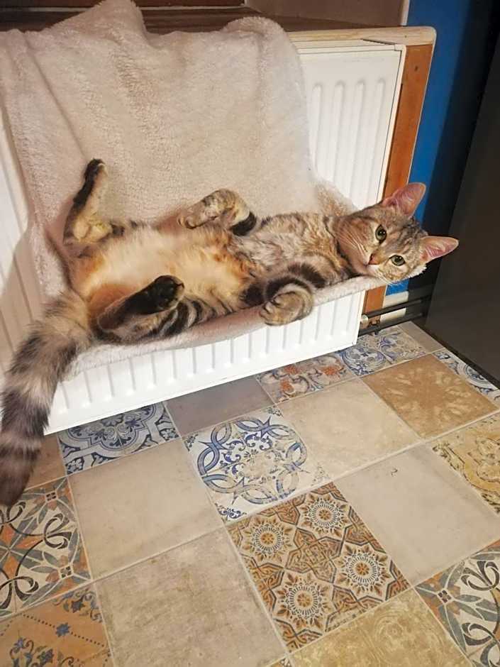 La ferme aux chats