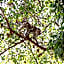Frog Garden Hut