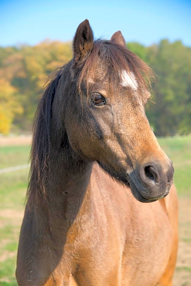 Ranchzimmer am Hippo-Campus Reit- und Therapiezentrum