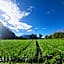 Batur lake view