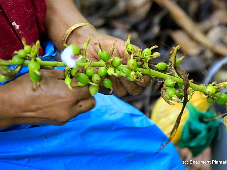 Beaumont Plantation Retreat