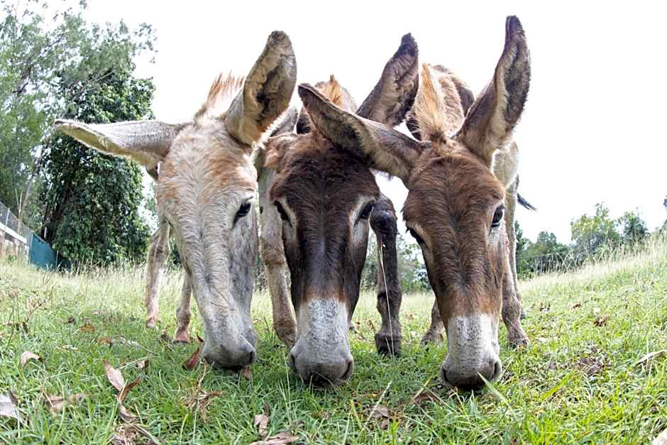 Batchelor Butterfly Farm