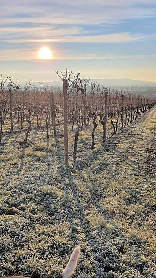 Weingut Magdalenenhof