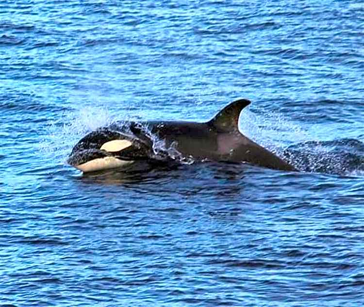 Farr North Lodge 1 By The Sea