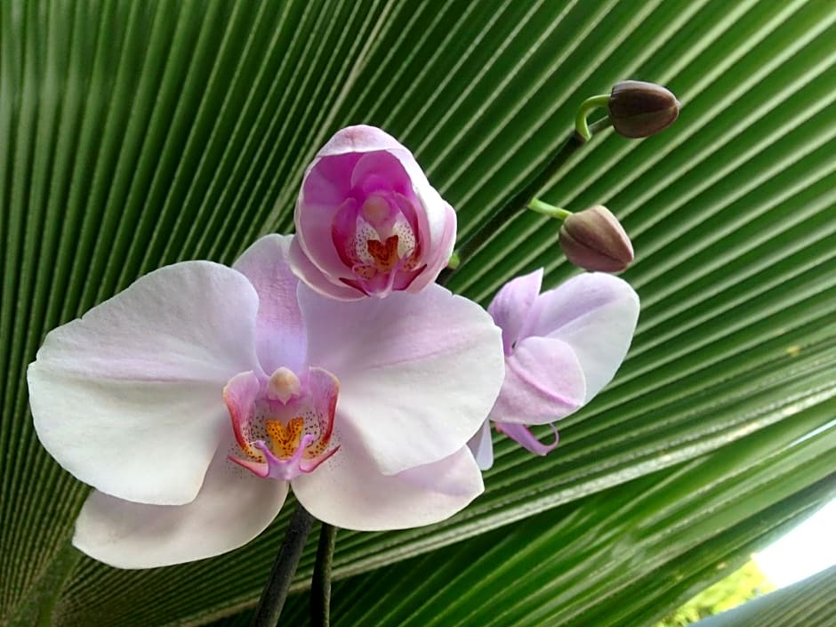Chambre d'hôte Coeur-CoCo piscine