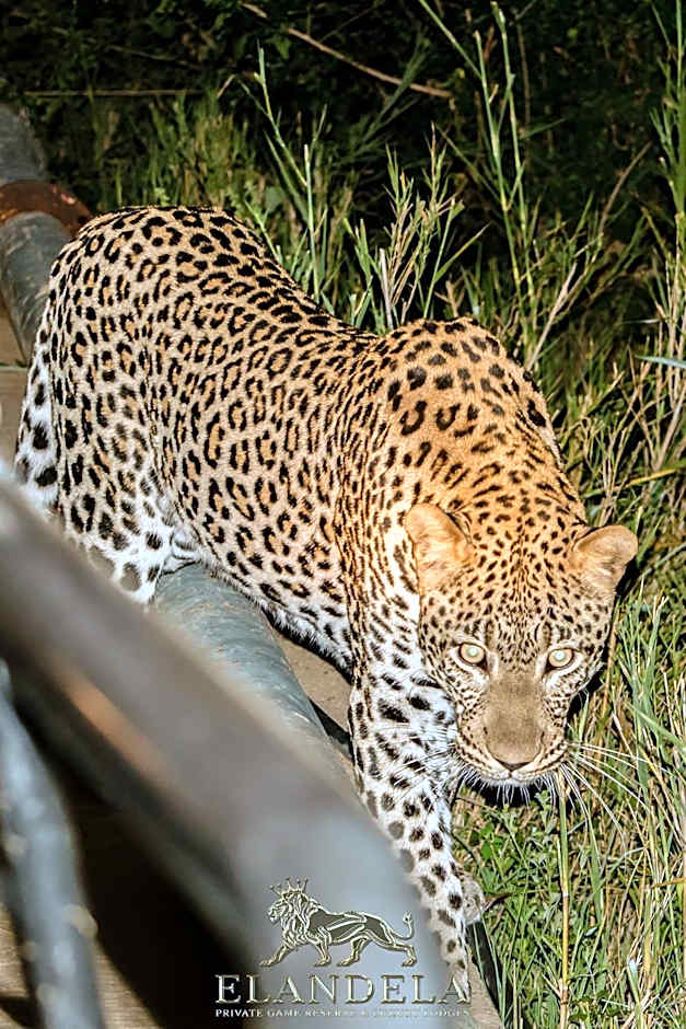 Elandela Private Game Reserve and Luxury Lodges Pty Ltd