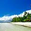 Alona Golden Palm