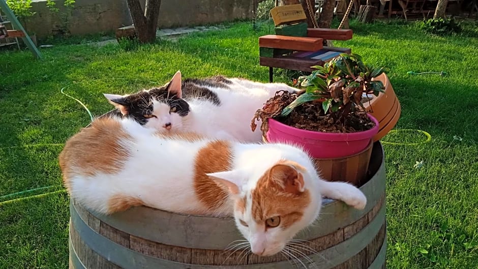 PocoBurro Ca' d'arte