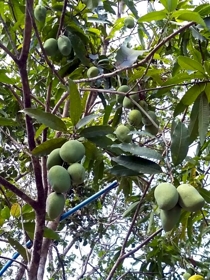 Balili Farm At Nacpan