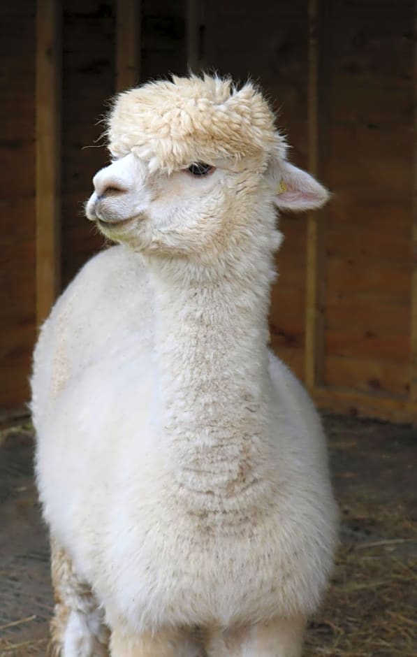 Dartmoor Reach Alpaca Farm