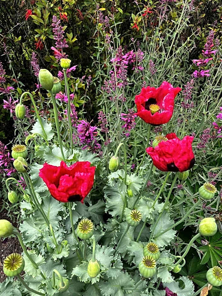 Green Gables B&B Waterfront Apartment or Garden Studio