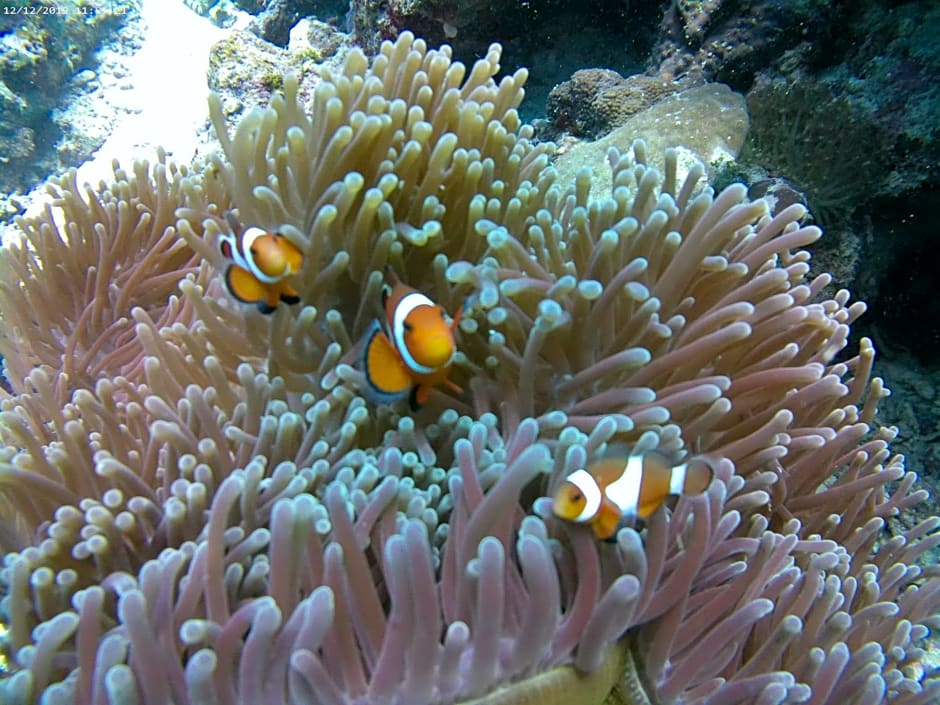 Coconut Inn Moalboal