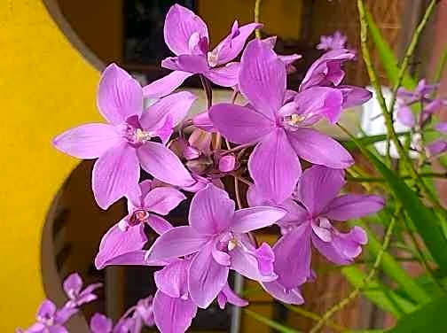 Casa Palagui Colonial