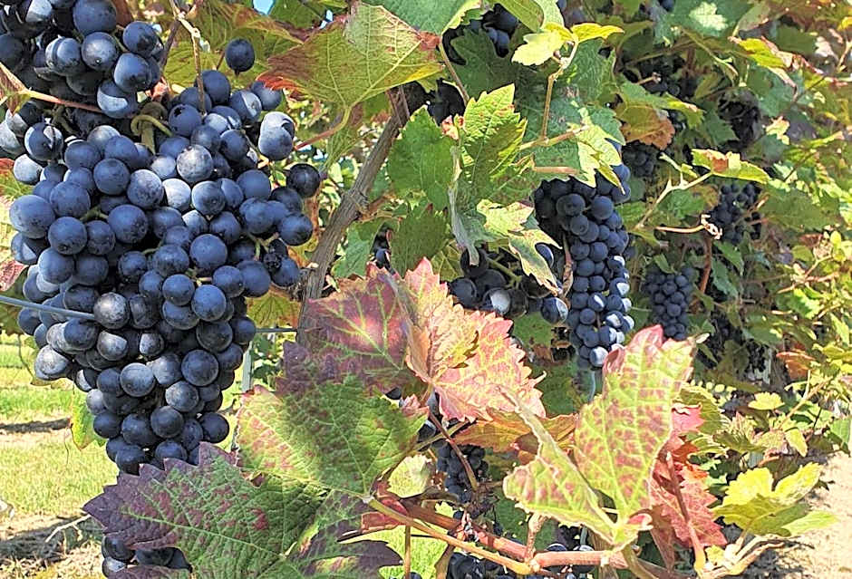 Hotel Schlosshof Dolgesheim