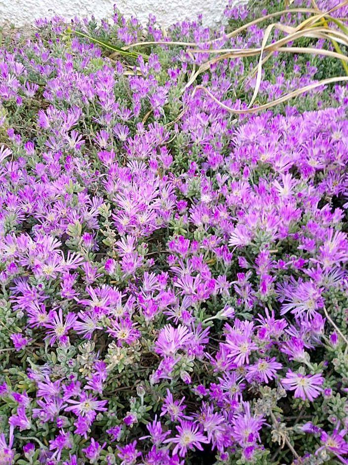 Lispusada Agriturismo Adults Only