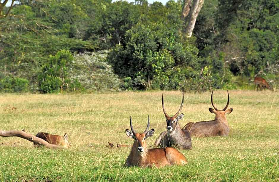 Sweetwaters Serena Camp