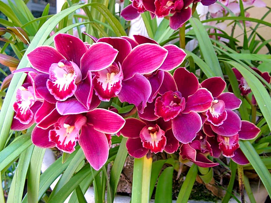 Hotel Giardino Delle Ninfe E La Fenice