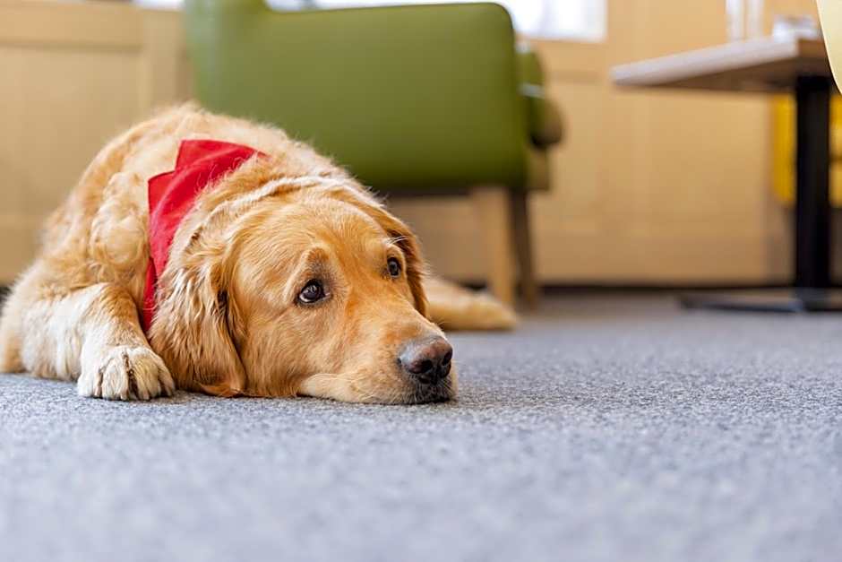 JUFA Hotel Laterns - Klangholzhus