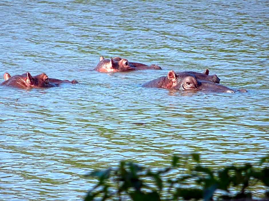 Limpokwena Nature Reserve