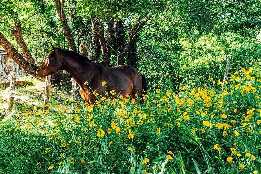 Bed and Breakfast Il Glicine