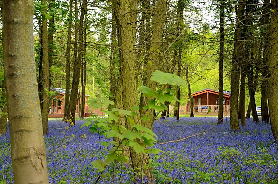 Hollicarrs - Woodland Lodge