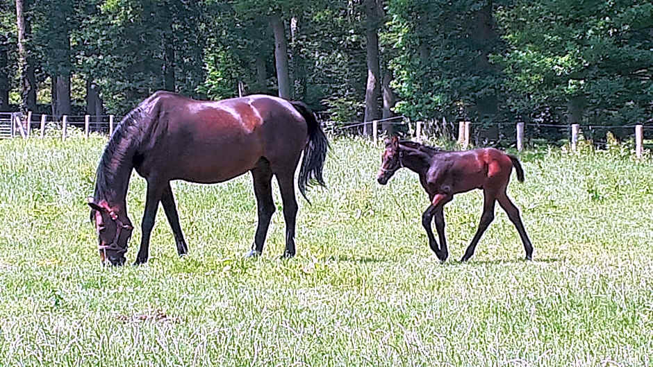 Landgoedhoeve Vosbergen