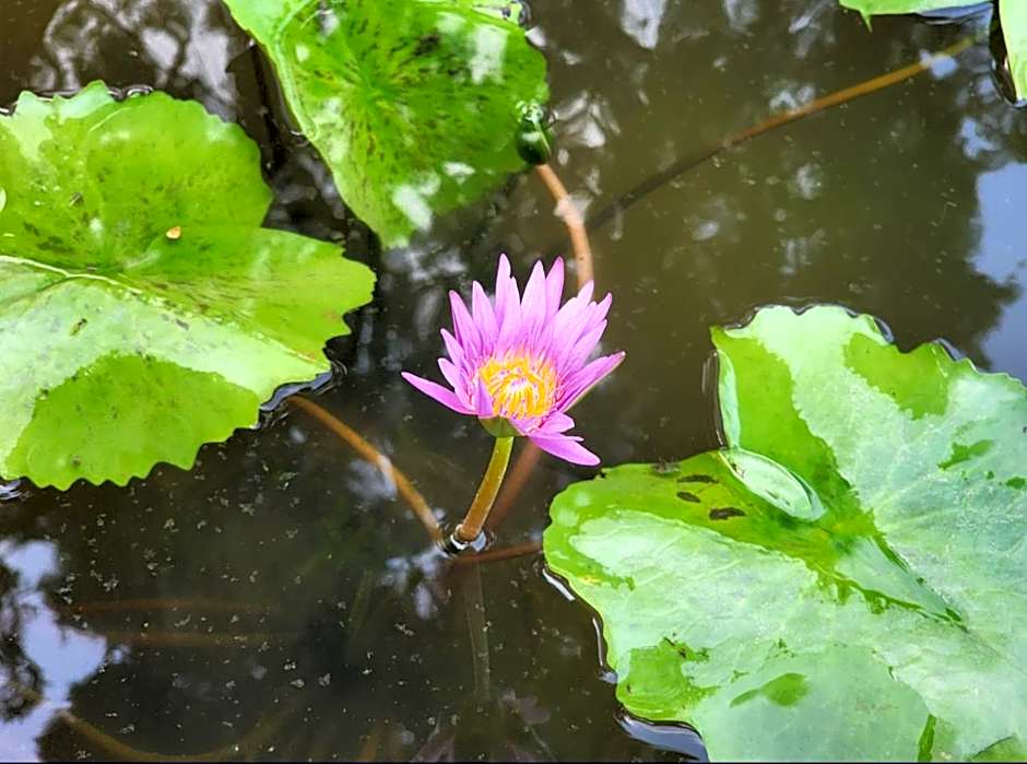 GOOD VIBE garden house Sattahip