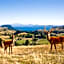 Hilltop Whakaipo Estate
