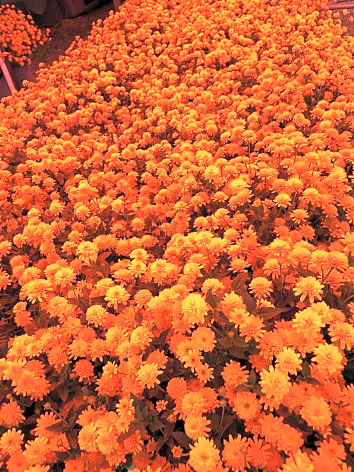 Petit Hotel Kurumi to Milk