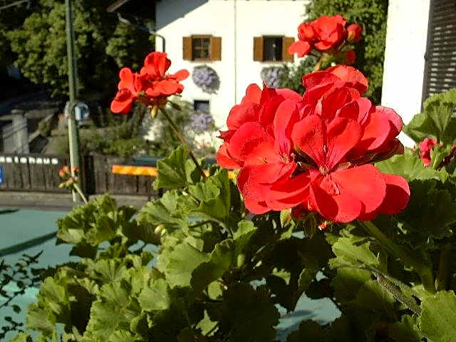 Hotel Gasthof WASTL