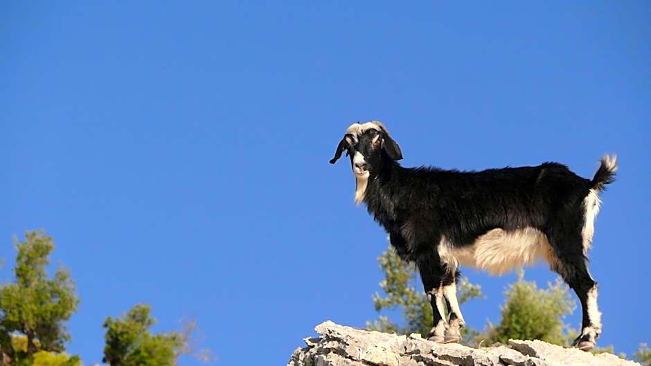 Kabak Avalon Bungalows
