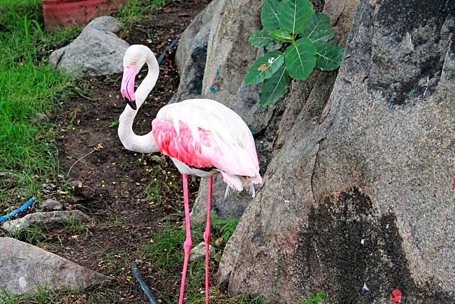 Wag Hill Lodge & Spa