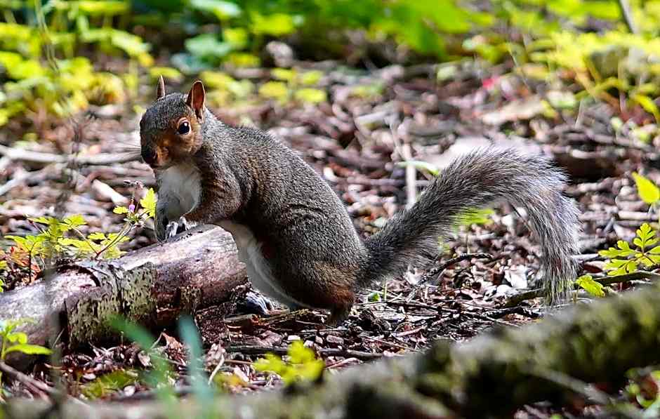 Linwater Caravan Park - Luxury Lodges and Static Caravans near Edinburgh