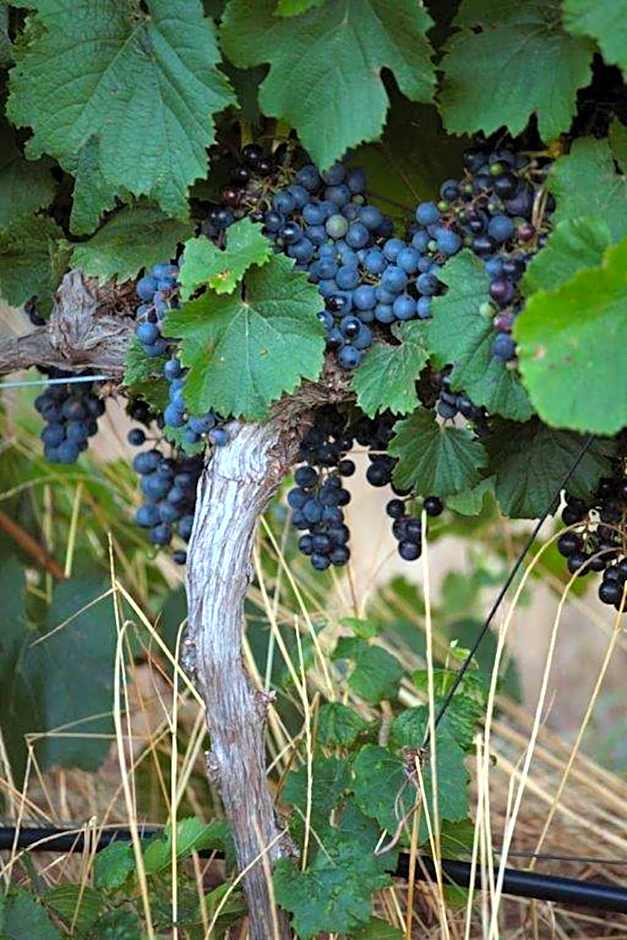 Asara Wine Estate & Hotel