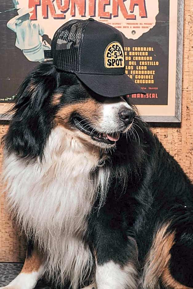 Hollywood Volume, a Tribute Portfolio Hotel