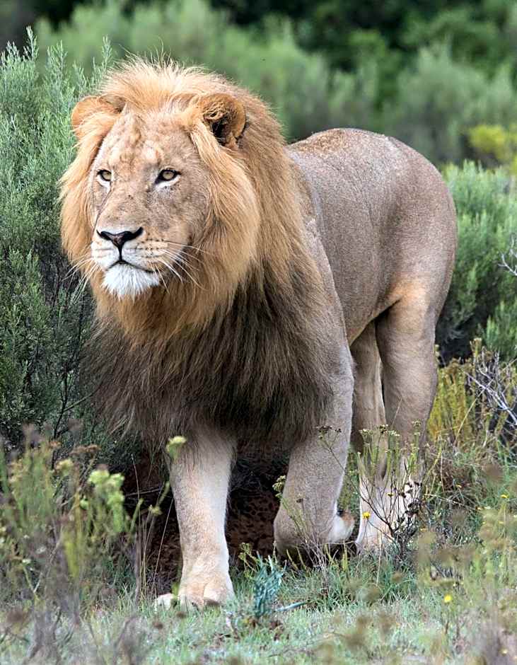 Pumba Private Game Reserve