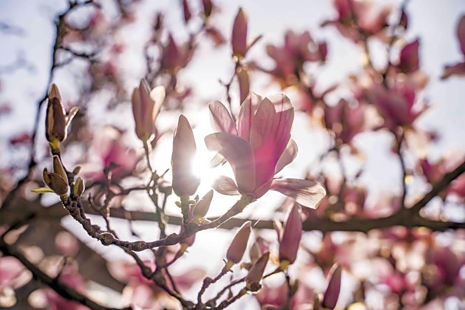La Magnolia