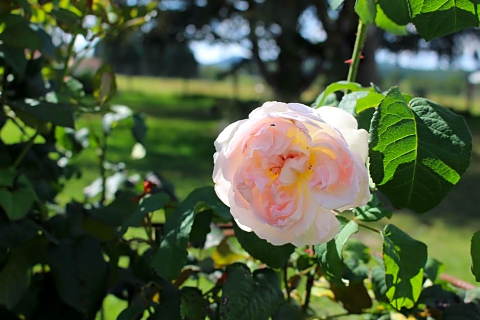 Dans le Jardin de Marie