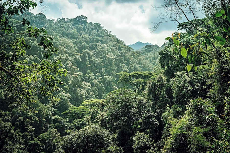 One and Only Nyungwe House