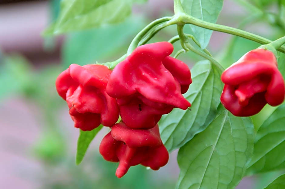 Hylatio Tourist Village