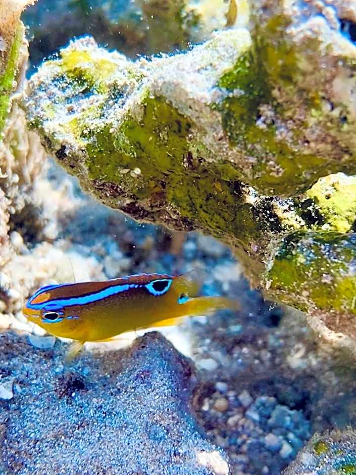 Miley Lodging Restobar