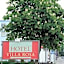 Hotel Villa Rosa