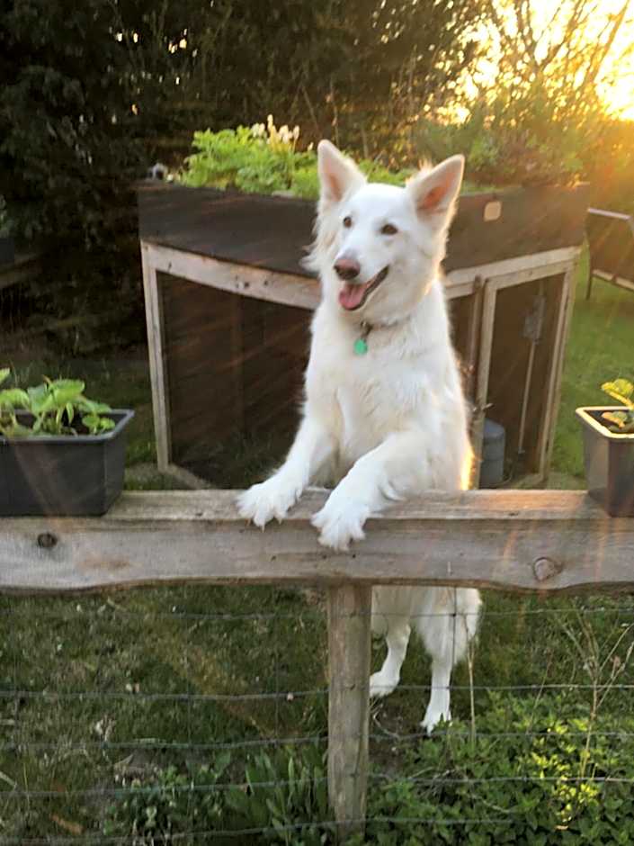 Bed & Breakfast Ter Borg