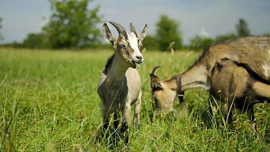 Hotel Restauracja Jaś Wędrowniczek