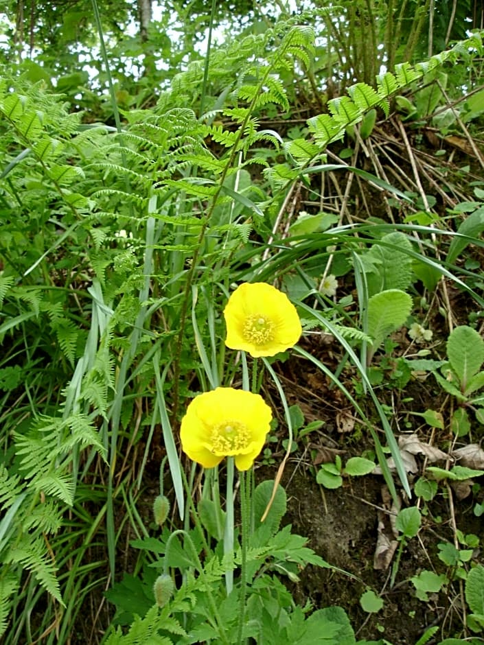 The Clochfaen