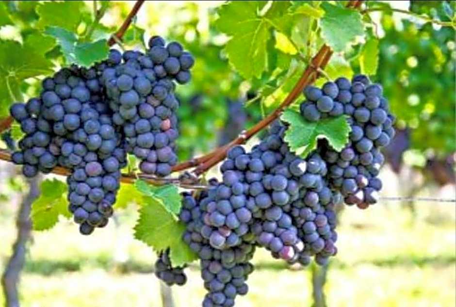 Pompei Duplex Apartment Deluxe